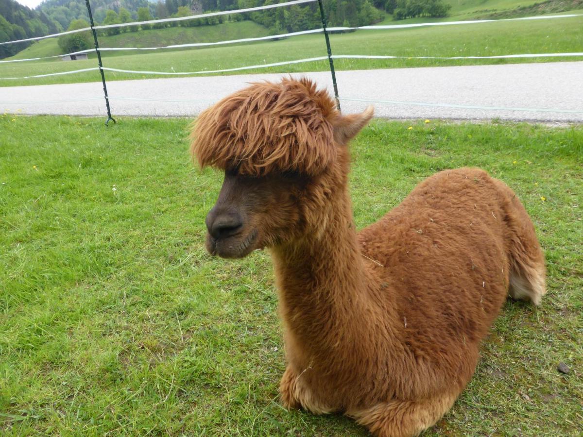 ホテル ガストハウス　ペンション　カフェ　ドルフィ キーフェルスフェルデン エクステリア 写真